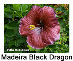 Madeira Black Dragon