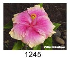 Hibiskus rosa sinensis 1245