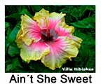Hibiskus rosa sinensis Aint She sweet
