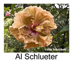 Hibiskus rosa sinensis Al Schlueter