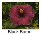 Hibiskus rosa sinensis Black Baron