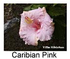 Hibiskus rosa sinensis Caribian Pink