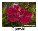 Hibiskus rosa sinensis Catavki