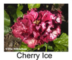 Hibiskus rosa sinensis Cherry Ice