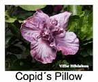Hibiskus rosa sinensis Copid´s Pillow