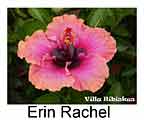 Hibiskus rosa sinensis Erin Rachel