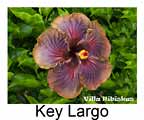 Hibiskus rosa sinensis Key Largo