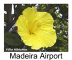 Hibiskus rosa sinensis Madeira Airport