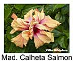 Hibiskus rosa sinensis Madeira Calheta Salmon