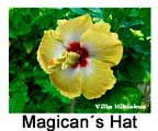 Hibiskus rosa sinensis Magicans Hat