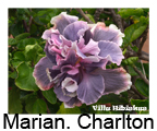Hibiskus rosa sinensis Marianne Charlton