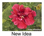 Hibiskus rosa sinensis New Idea