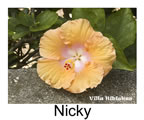 Hibiskus rosa sinensis Nicky