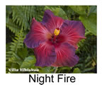 Hibiskus rosa sinensis Night Fire