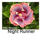 Hibiskus rosa sinensis Night Runner