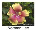 Hibiskus rosa sinensis Norman Lee