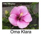 Hibiskus rosa sinensis Oma Klara