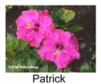 Hibiskus rosa sinensis Patrick