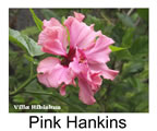 Hibiskus rosa sinensis Pink Hankins