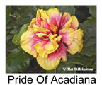 Hibiskus rosa sinensis Pride Of Acadiana