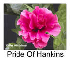 Hibiskus rosa sinensis Pride Of Hankins
