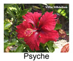 Hibiskus rosa sinensis Psyche