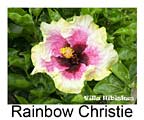 Hibiskus rosa sinensis Rainbow Christie