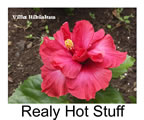 Hibiskus rosa sinensis Real Hot Stuff