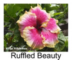 Hibiskus rosa sinensis Ruffled Beauty