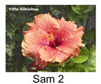 Hibiskus rosa sinensis Sam 2
