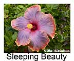 Hibiskus rosa sinensis Sleeping Beauty