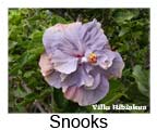 Hibiskus rosa sinensis Snooks