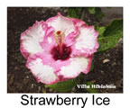 Hibiskus rosa sinensis Strawberry Ice