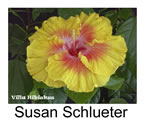Hibiskus rosa sinensis Susan Schlueter