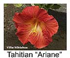 Hibiskus rosa sinensis Tahitzian Ariane
