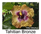 Hibiskus rosa sinensis Tahitian Bronze