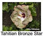 Hibiskus rosa sinensis Tahitian Bronze Star