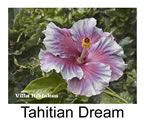 Hibiskus rosa sinensis Tahitian Dream