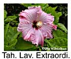 Tahitian Lavender Extraordinaire