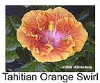 Hibiskus rosa sinensis Tahitian Orange Swirl