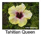 Hibiskus rosa sinensis Tahitian Queen