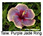 Hibiskus rosa sinensis Taiwan Purple Jade Ring
