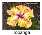 Hibiskus rosa sinensis Topanga