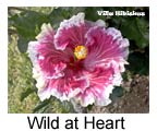 Hibiskus rosa sinensis Wild At Heart