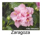 Hibiskus rosa sinensis Zaragoza