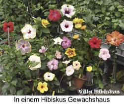 Hibiskus im Gewchshaus