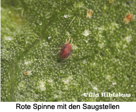 Rote Spinne Saugstellen Villa Hibiskus