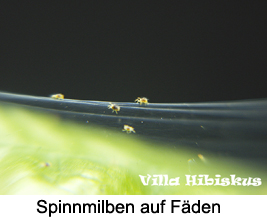 Spinnmilben auf Fden