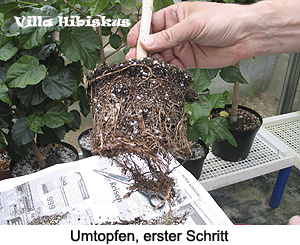 Umtopfen, erster Schritt Villa Hibiskus