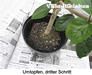 Umtopfen, dritter Schritt Villa-Hibiskus